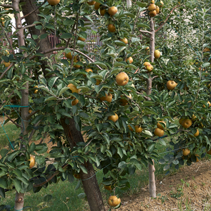 Pommier Reinette Grise du Canada planté dans un sol fertile, produisant des fruits sucrés avec une légère touche acidulée, parfaits pour une consommation fraîche.
