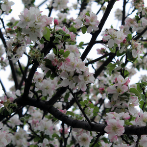 Pommier Reinette Grise du Canada en pleine floraison printanière, annonçant une récolte de pommes aromatiques et rustiques.