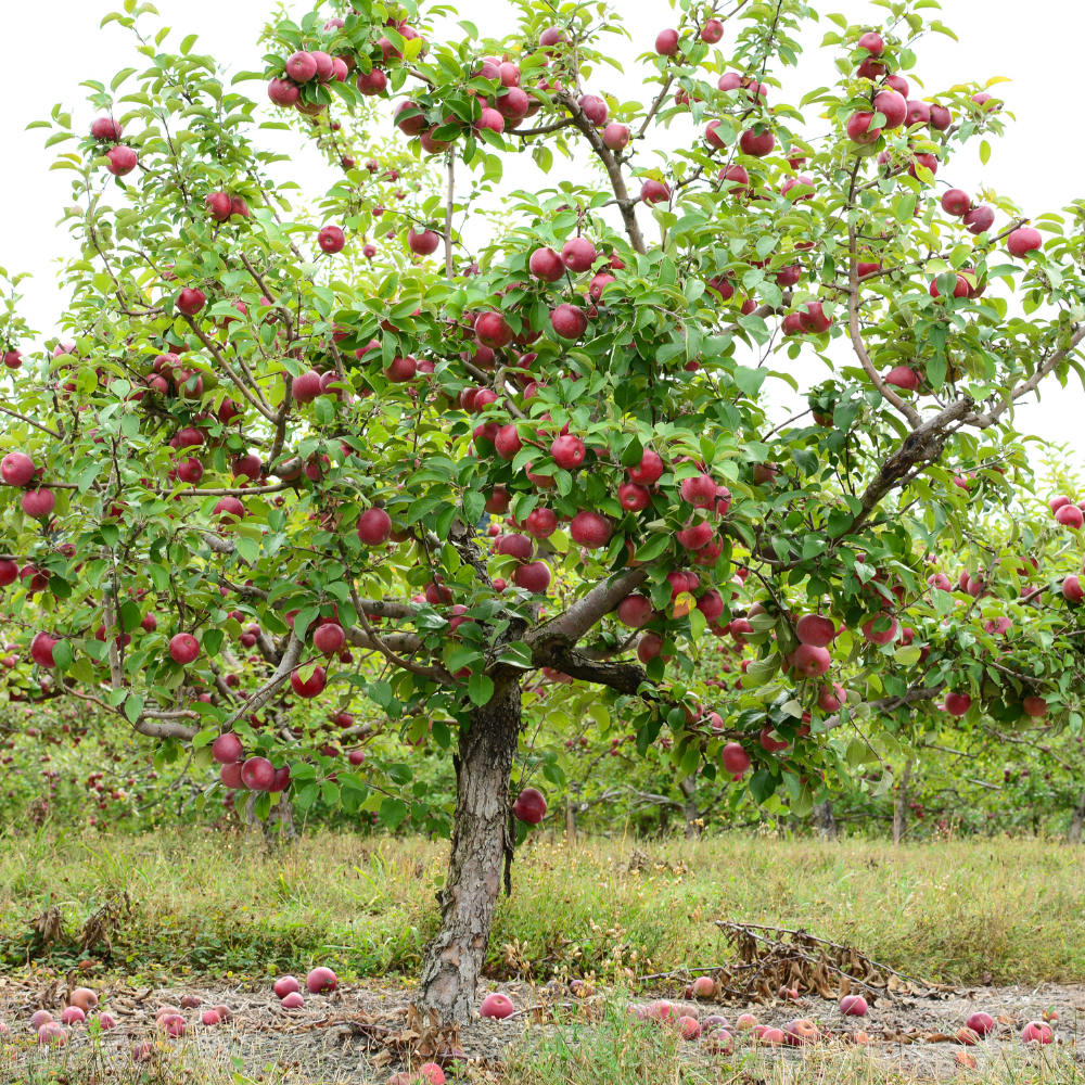 Pommier Starking planté dans un sol fertile, produisant des fruits sucrés et croquants, parfaits pour une consommation fraîche.
