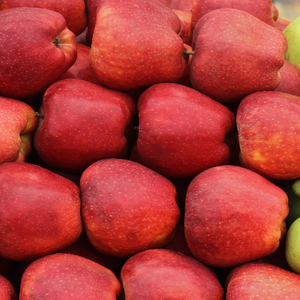 Récolte généreuse de pommes Starking, idéales pour des desserts, salades de fruits et compotes.
