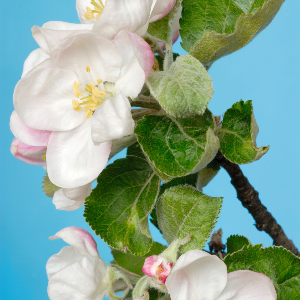 Pommier Starking en pleine floraison printanière, annonçant une future récolte de pommes juteuses et croquantes.
