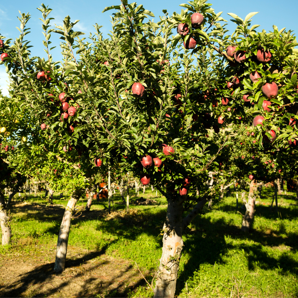 Pommier Starking Delicious planté dans un sol fertile, produisant des fruits sucrés et croquants, parfaits pour une consommation fraîche.
