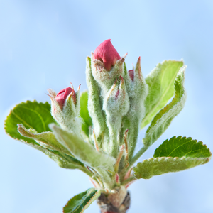 Pommier Starking Delicious en pleine floraison printanière, annonçant une future récolte de pommes juteuses et croquantes.
