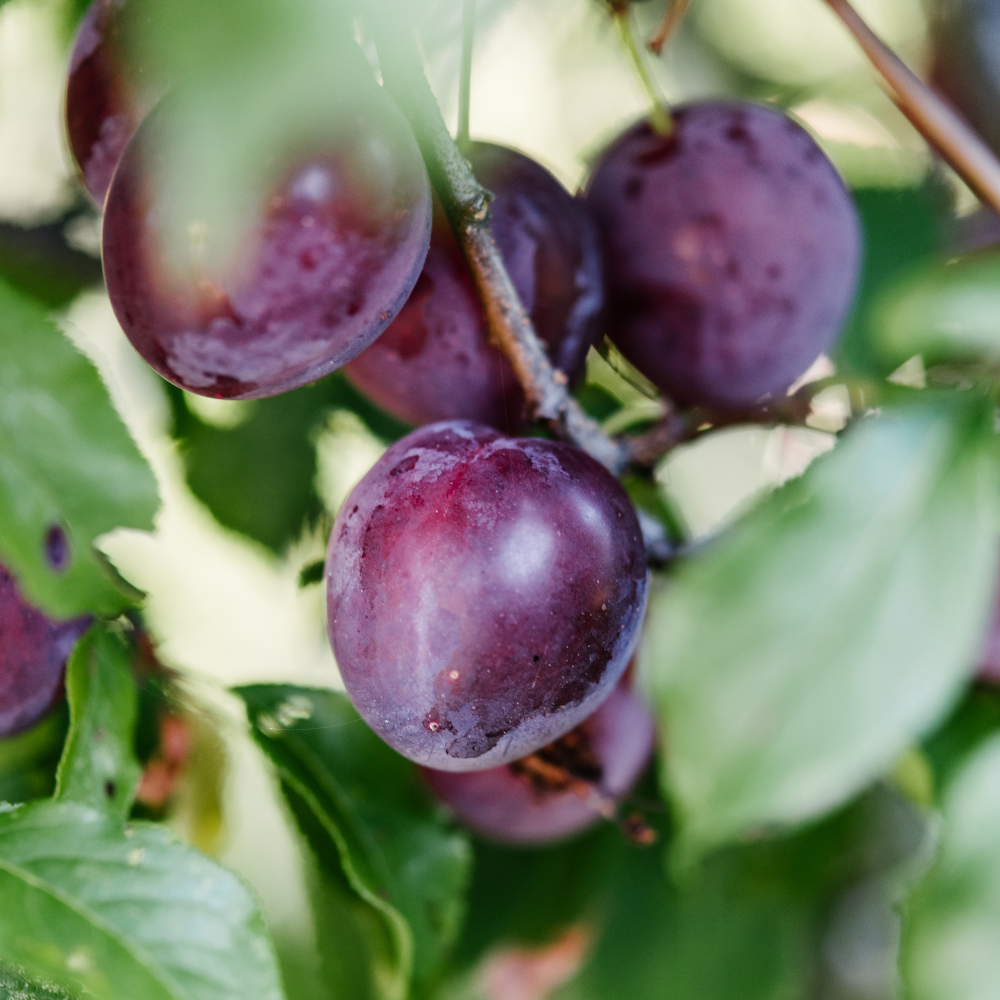 Prunes Black Diamond bien mûres, à la peau noire lustrée et à la chair juteuse, prêtes à être cueillies dans un verger ensoleillé.
