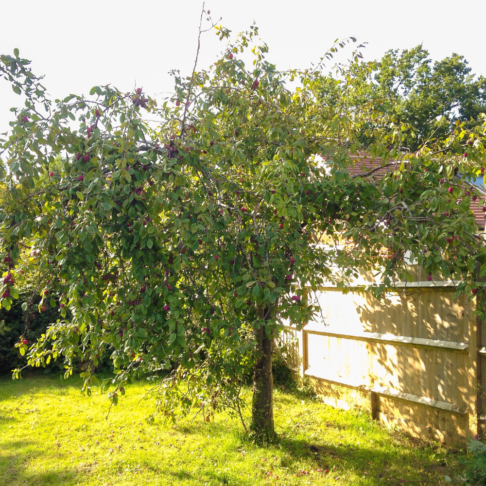 Prunier Black Diamond planté dans un sol fertile, produisant des fruits sucrés et parfumés, parfaits pour la consommation fraîche.
