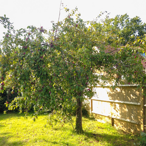 Prunier Black Diamond planté dans un sol fertile, produisant des fruits sucrés et parfumés, parfaits pour la consommation fraîche.
