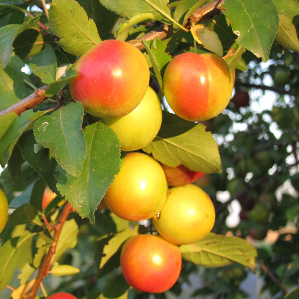 Mirabelles de Metz bien mûres, à la peau dorée avec des nuances de rouge, prêtes à être cueillies dans un verger ensoleillé.
