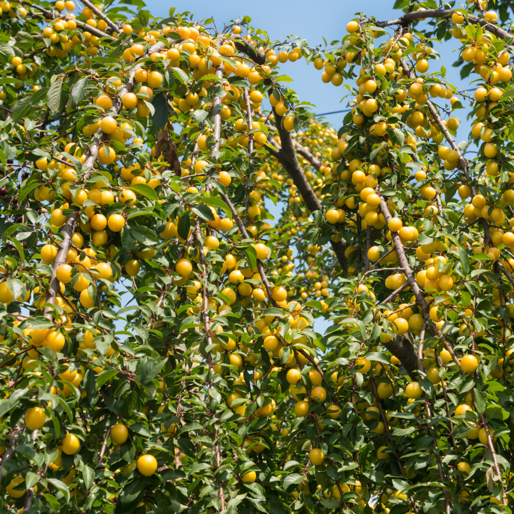 Prunier Mirabelle de Metz planté dans un sol fertile, produisant des fruits sucrés et parfumés, parfaits pour la consommation fraîche.
