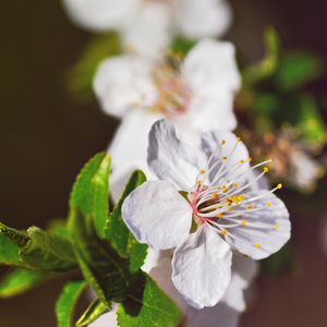 Prunier Mirabelle de Metz en pleine floraison printanière, annonçant une récolte de petites prunes dorées, juteuses et sucrées.
