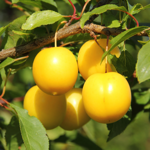 Mirabelles de Nancy bien mûres, à la peau dorée avec des taches rouges, prêtes à être cueillies dans un verger ensoleillé.