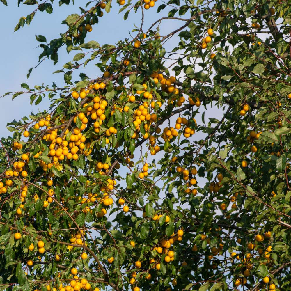 Prunier Mirabelle de Nancy planté dans un sol fertile, produisant des fruits sucrés et juteux, parfaits pour la consommation fraîche.
