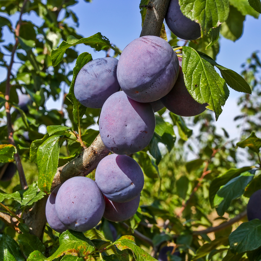 Prunes Président bien mûres, à la peau violette foncée et juteuse, prêtes à être cueillies dans un verger ensoleillé.
