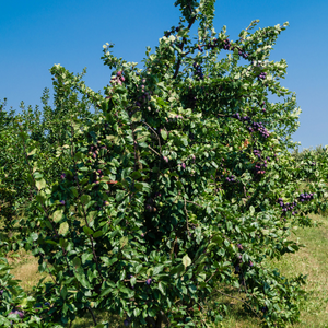 Prunier Président planté dans un sol fertile, produisant des fruits sucrés et fermes, parfaits pour la consommation fraîche ou en conserves.
