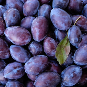 Récolte généreuse de prunes Président, idéales pour des tartes, confitures, et desserts gourmands.
