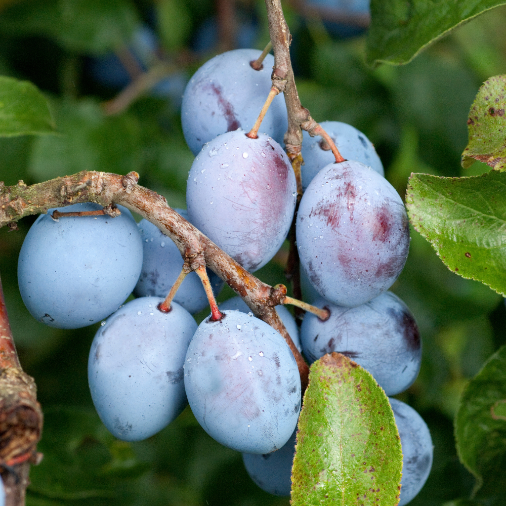 Quetsches d'Alsace bien mûres, à la peau violette et à la chair juteuse, prêtes à être cueillies dans un verger ensoleillé.
