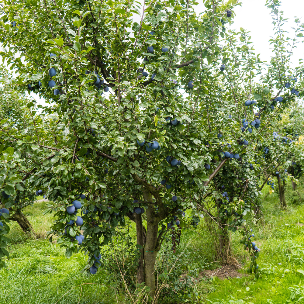 Prunier Quetsche d'Alsace planté dans un sol fertile, produisant des fruits sucrés et légèrement acidulés, parfaits pour la consommation fraîche ou en confiture.
