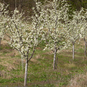 Prunier Quetsche d'Alsace en pleine floraison printanière, annonçant une récolte de prunes violettes, juteuses et savoureuses.
