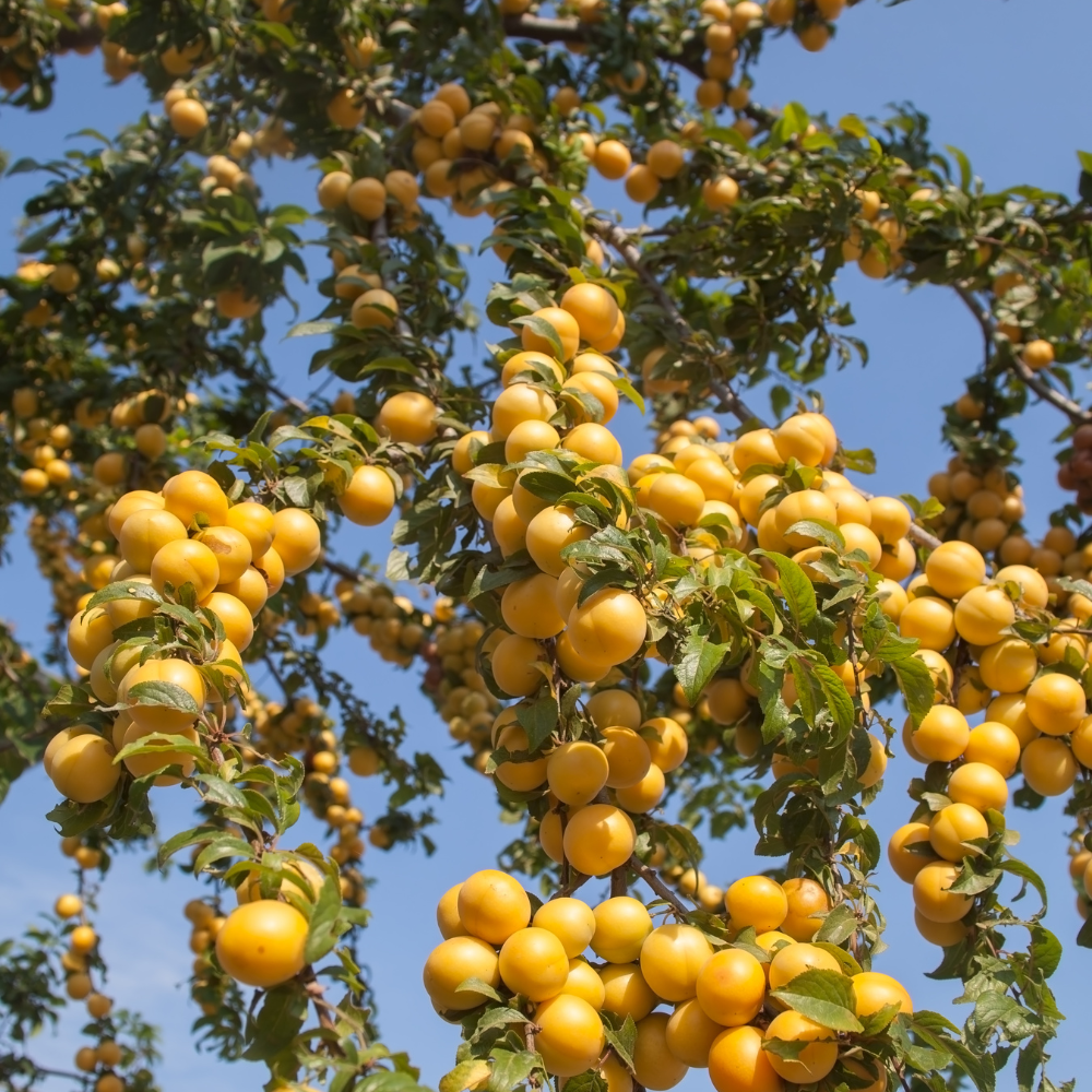 Prunier Reine-Claude Dorée planté dans un sol fertile, produisant des fruits sucrés et juteux, parfaits pour la consommation fraîche.
