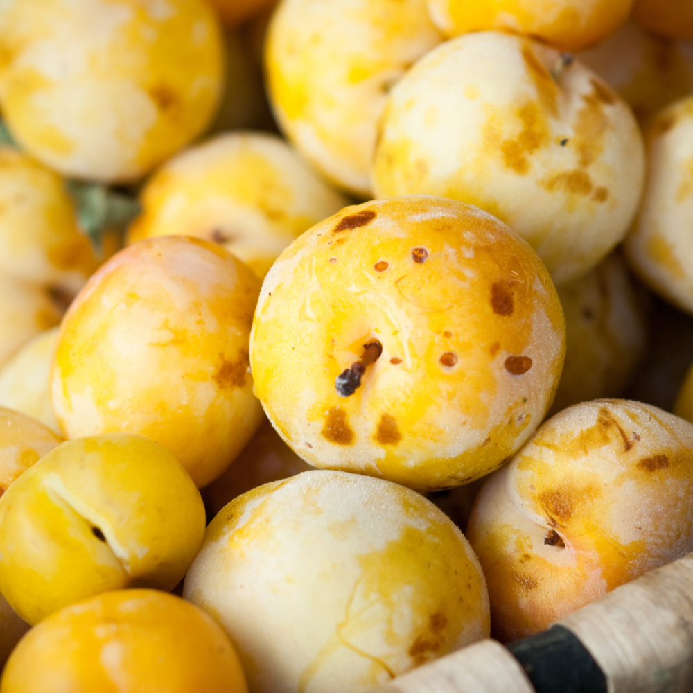 Récolte généreuse de prunes Reine-Claude Dorée, idéales pour des tartes, confitures, et desserts gourmands.
