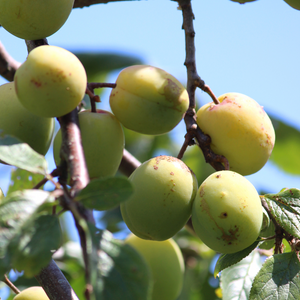 Prunes Reine-Claude Oullins bien mûres, à la peau verte légèrement dorée, prêtes à être cueillies dans un verger ensoleillé.
