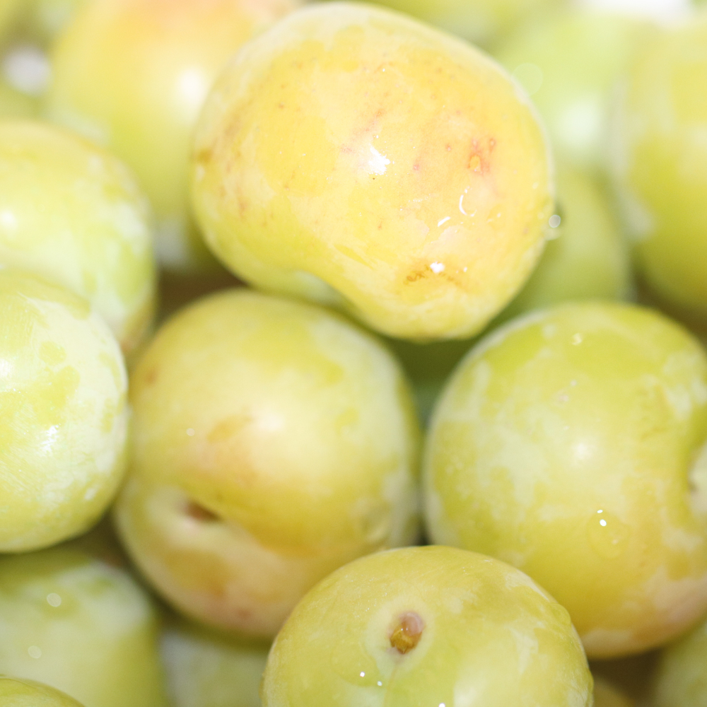 Récolte généreuse de prunes Reine-Claude Oullins, idéales pour des tartes, confitures et desserts savoureux.
