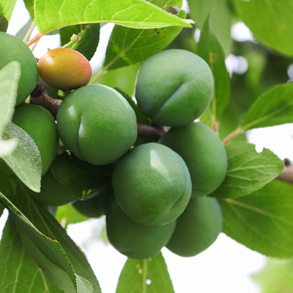 Prunes Reine-Claude Verte bien mûres, à la peau verte brillante, prêtes à être cueillies dans un verger ensoleillé.
