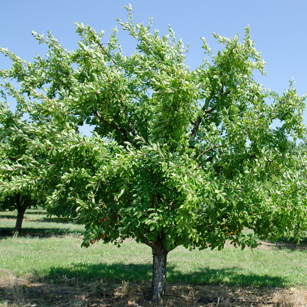 Prunier Reine-Claude Verte planté dans un sol fertile, produisant des fruits sucrés et juteux, parfaits pour une consommation fraîche.
