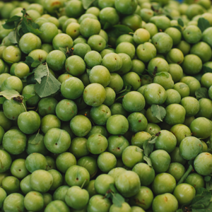 Récolte généreuse de prunes Reine-Claude Verte, idéales pour des confitures, tartes, et desserts fruités.
