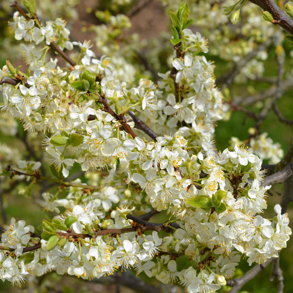 Prunier Reine-Claude Verte en pleine floraison printanière, annonçant une récolte de prunes sucrées et juteuses.
