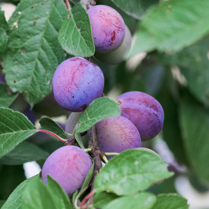 Prunes Reine-Claude Violette bien mûres, à la peau violette foncée et à la chair juteuse, prêtes à être cueillies dans un verger ensoleillé.
