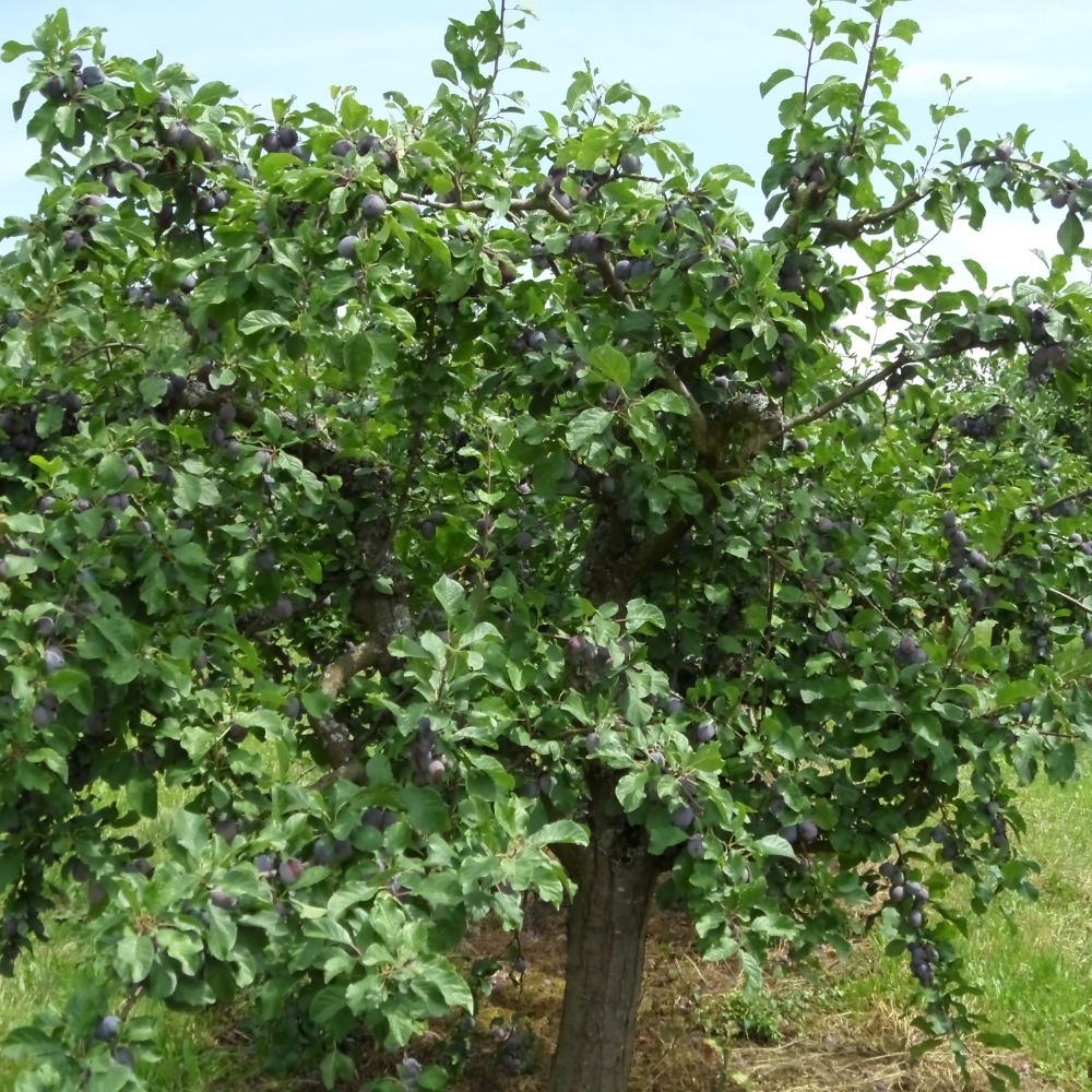 Prunier Reine-Claude Violette planté dans un sol fertile, produisant des fruits sucrés et parfumés, parfaits pour la consommation fraîche.
