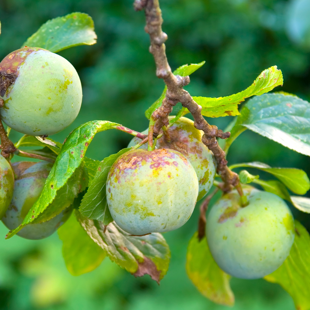 Prunes Reine-Claude de Bavay bien mûres, à la peau verte légèrement dorée, prêtes à être cueillies dans un verger ensoleillé.
