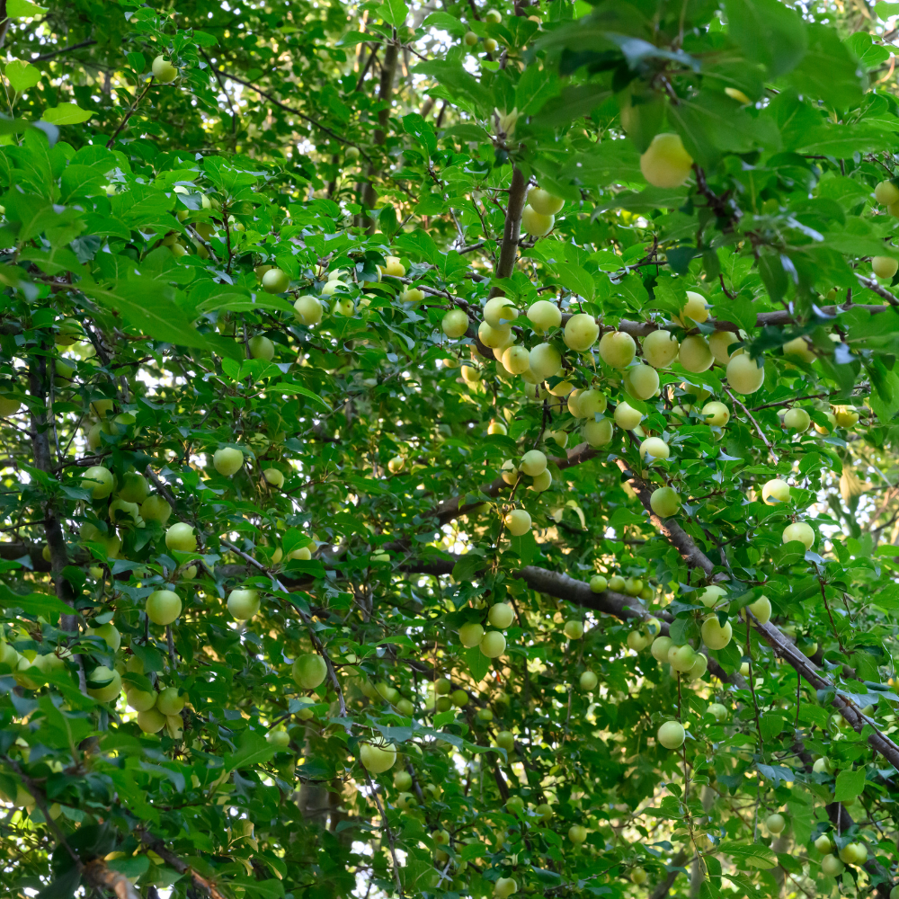 Prunier Reine-Claude de Bavay planté dans un sol fertile, produisant des fruits sucrés et juteux, parfaits pour la consommation fraîche.
