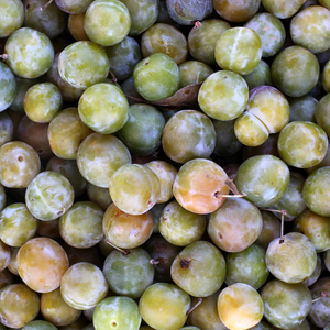 Récolte généreuse de prunes Reine-Claude de Bavay, idéales pour des tartes, confitures, et desserts gourmands.
