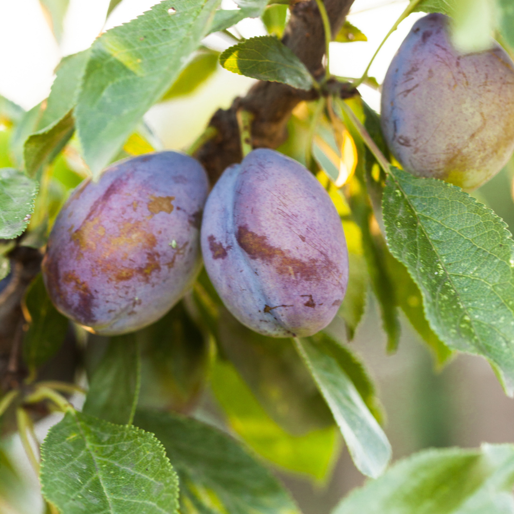 Prunes Stanley bien mûres, à la peau violette foncée et à la chair juteuse, prêtes à être cueillies dans un verger ensoleillé.
