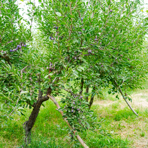 Prunier Stanley planté dans un sol fertile, produisant des fruits sucrés et légèrement acidulés, parfaits pour une consommation fraîche ou en conserves.
