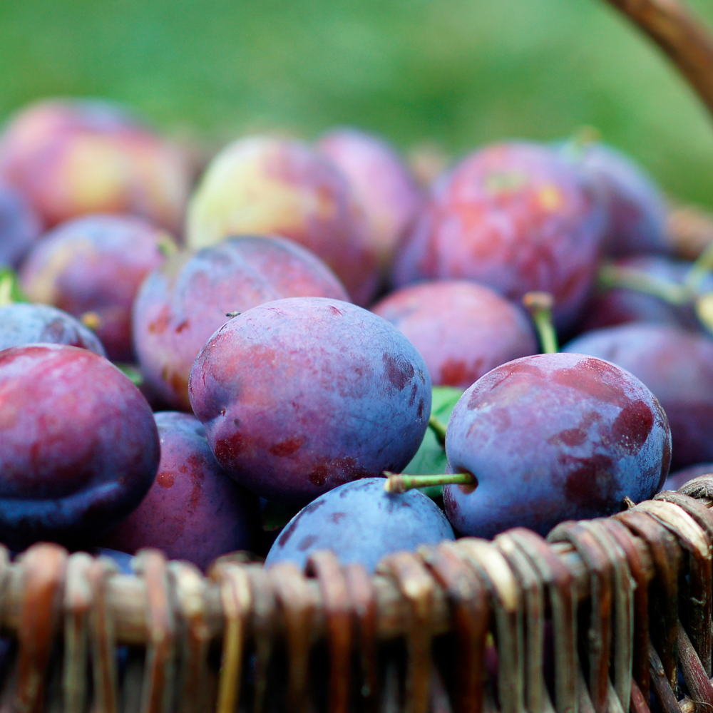 Récolte généreuse de prunes Stanley, idéales pour des tartes, confitures, et collations saines.
