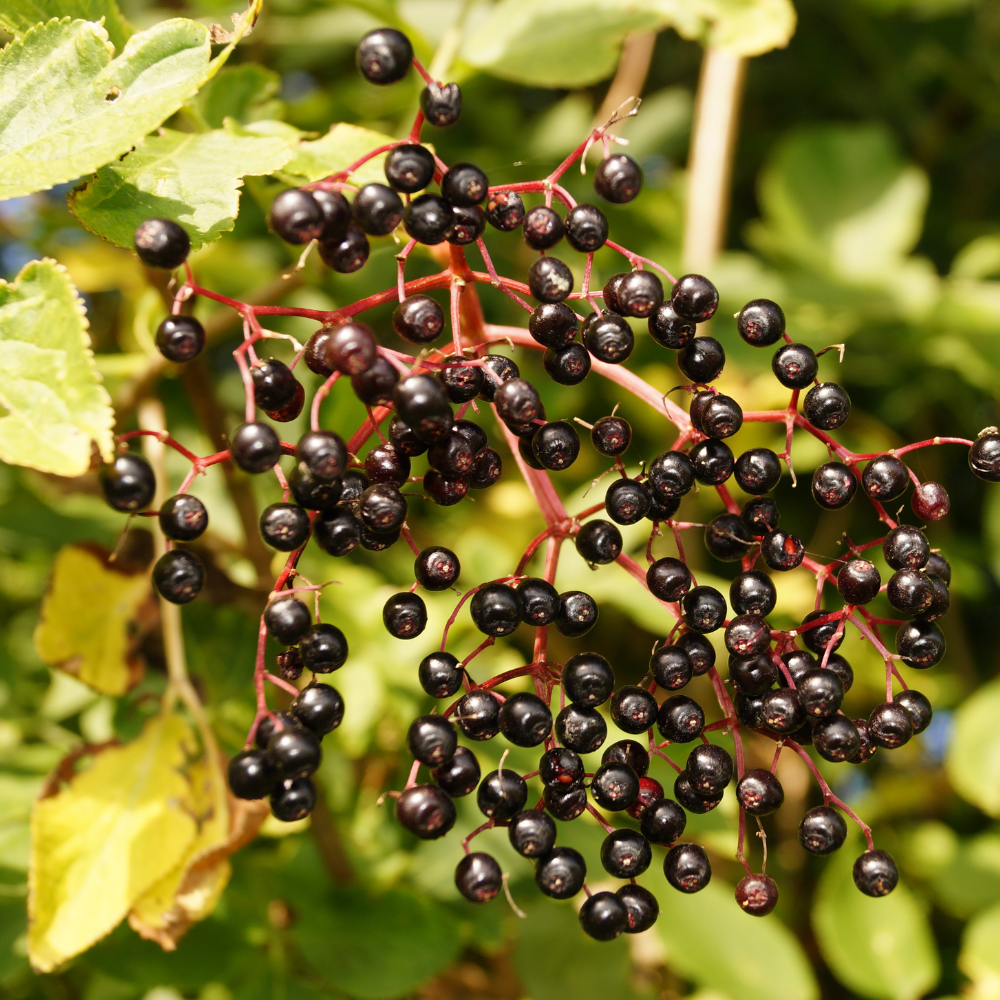 Grappes de baies de sureau noir Haschberg bien mûres, à la peau noir-violet, prêtes à être récoltées dans un verger ensoleillé.