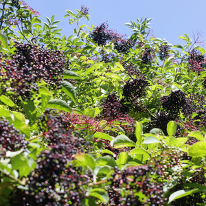 Sureau noir Haschberg planté dans un sol fertile, produisant des fruits riches en antioxydants, parfaits pour des confitures, jus ou sirops.
