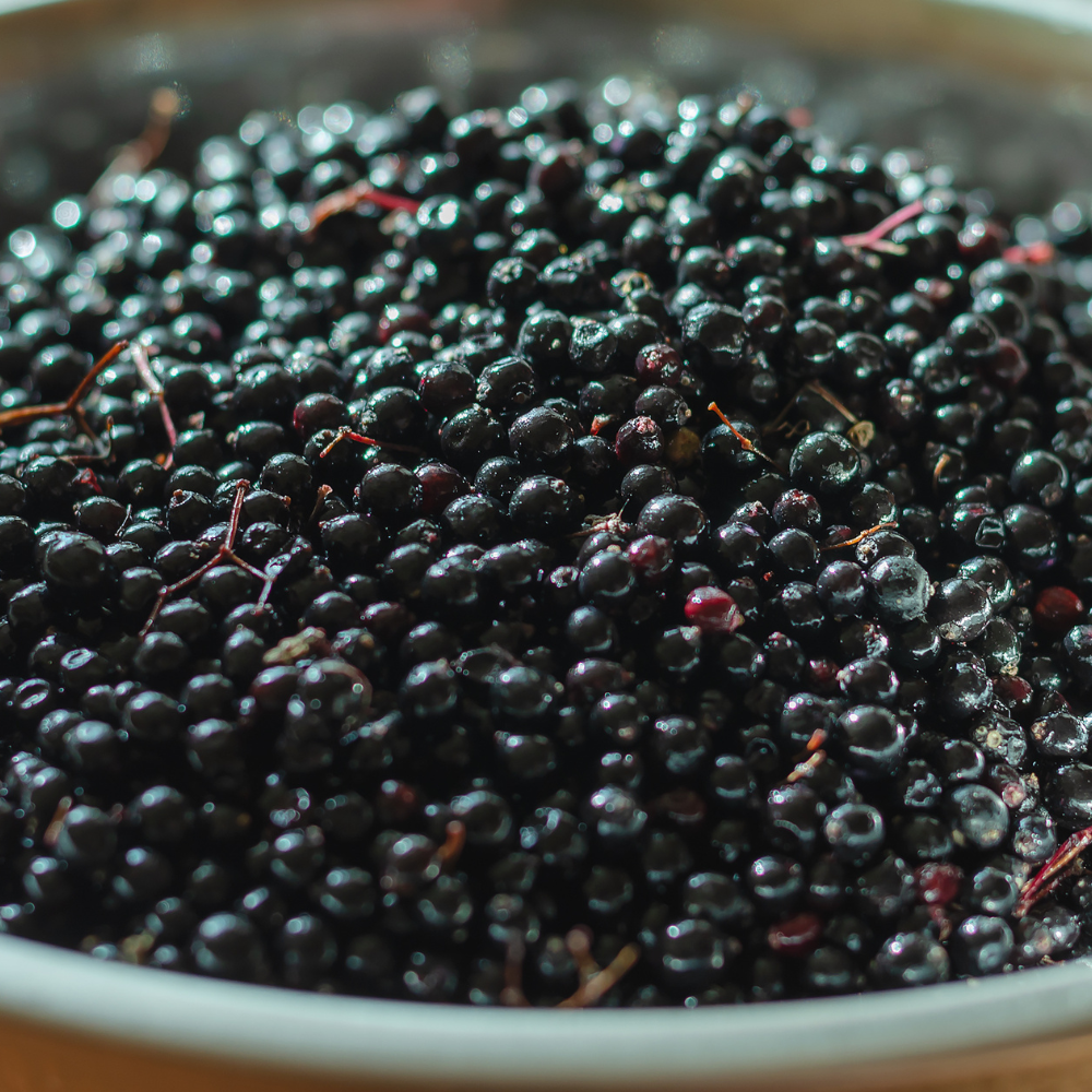 Récolte généreuse de baies de sureau noir Haschberg, idéales pour des desserts, boissons ou infusions maison.