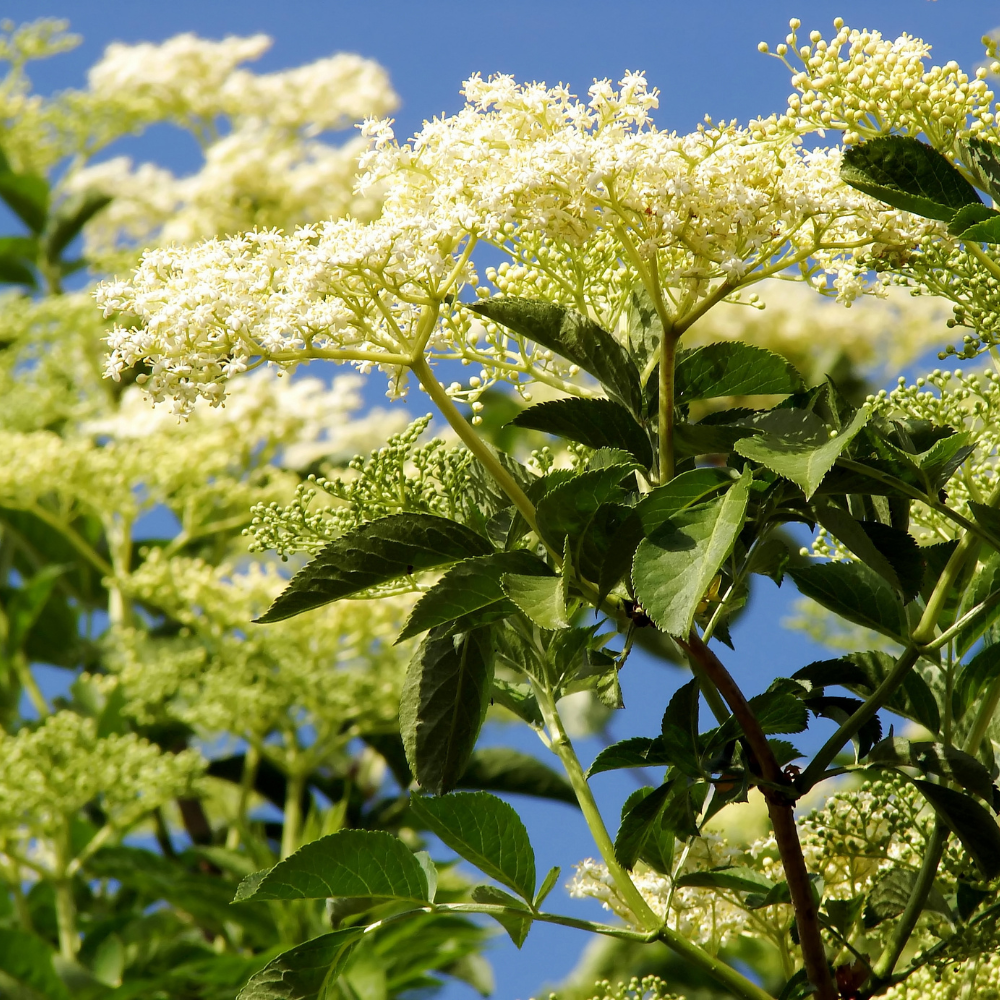 Sureau noir Haschberg en pleine floraison printanière, annonçant une abondante récolte de baies noires et juteuses.
