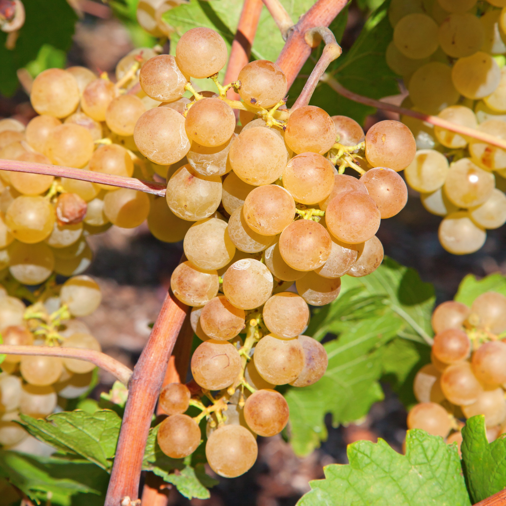 Grappes de raisin Argentina bien mûres, avec des fruits dorés et juteux, prêtes à être récoltées dans un vignoble ensoleillé.
