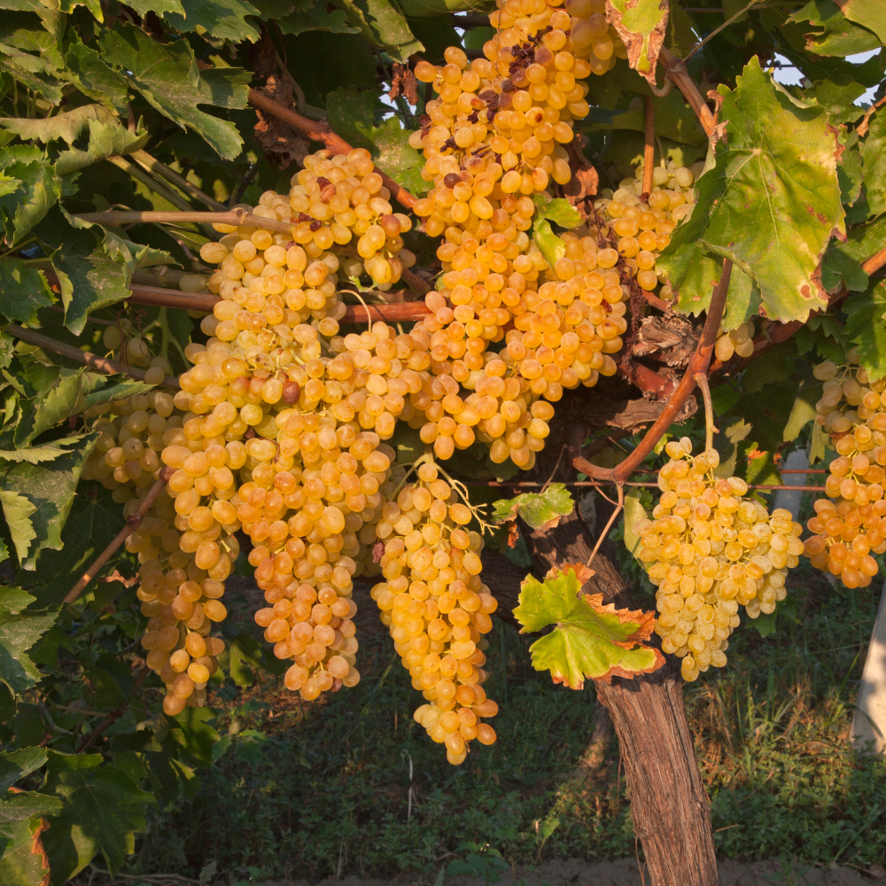 Vigne Argentina plantée dans un sol bien drainé, produisant des grappes de raisin sucrées, parfaites pour la consommation fraîche ou pour la vinification.
