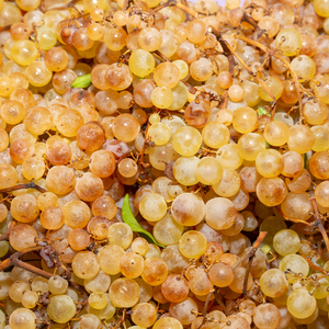 Récolte généreuse de raisins Argentina, idéaux pour des desserts fruités, jus ou la production de vin.
