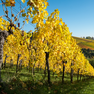 Feuillage doré de la vigne Argentina en automne, avec de larges feuilles jaunes illuminant le vignoble, marquant la transition vers la fin de la saison de croissance.