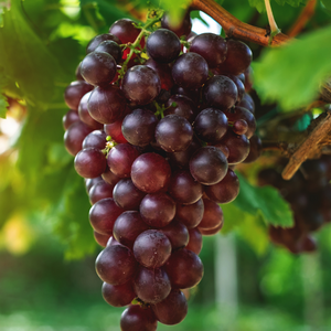 Grappes de raisin Cardinal bien mûres, avec des baies rouges et juteuses, prêtes à être récoltées dans un vignoble ensoleillé.
