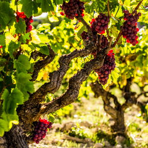 Vigne Cardinal plantée dans un sol bien drainé, produisant des grappes sucrées et croquantes, parfaites pour une consommation fraîche.
