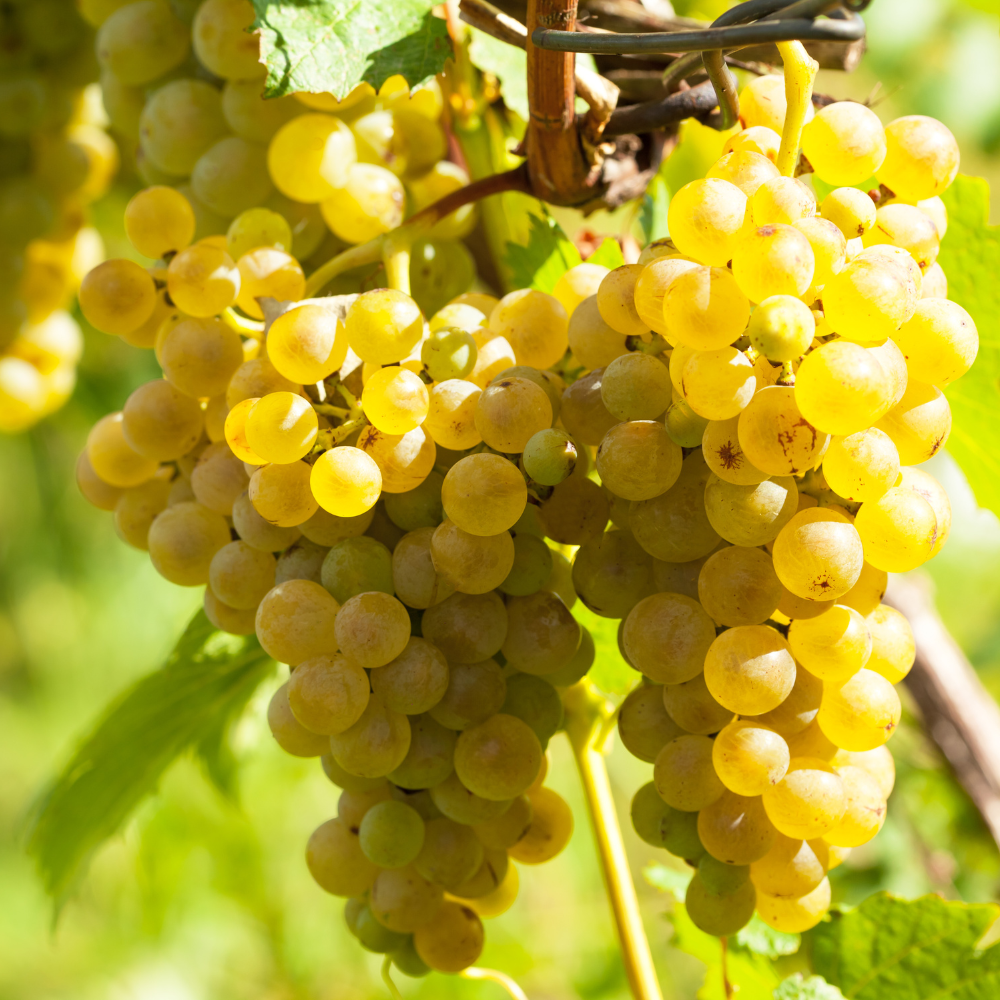 Grappes de raisin Chasselas Doré bien mûres, avec des baies dorées et translucides, prêtes à être récoltées dans un vignoble ensoleillé.
