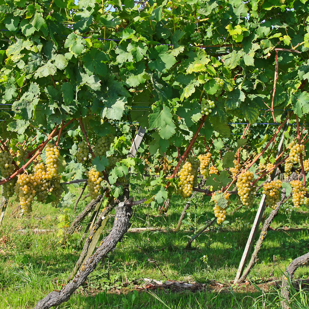 Vigne Chasselas Doré plantée dans un sol bien drainé, produisant des raisins sucrés et délicats, parfaits pour la consommation fraîche ou la vinification.
