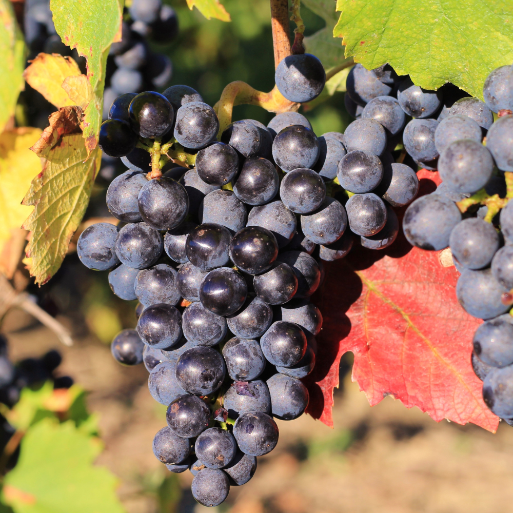 Grappes de raisin Isabelle Noire bien mûres, avec des baies noires et parfumées, prêtes à être récoltées dans un vignoble ensoleillé.
